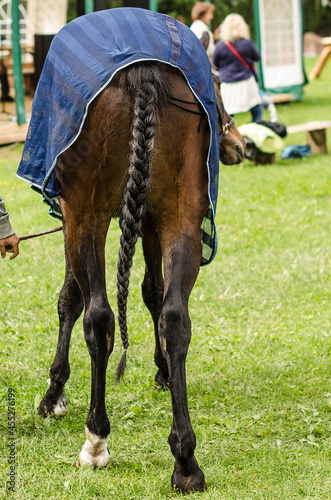 A brown horse with a tail tied in braid.
