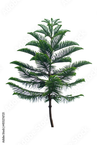 Green Norfolk pine tree isolated on white background, saved with clipping path. Can be used as a Christmas design