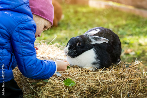 little girl feeding rabbit with grass at mini zoo