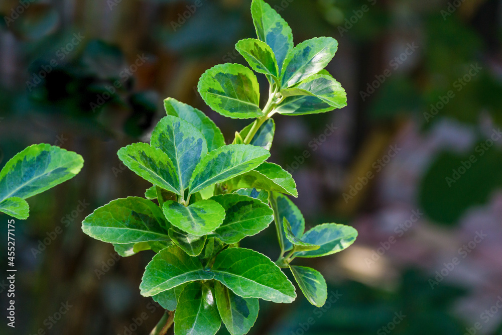 Euonymus japonicus Aureo-Marginata with variegated green-yellow leaves on blurred green background. Elegant background for natural design. Selective soft focus, place for text. Euonymus japonicus Aureo-Marginata with variegated green-yellow leaves on blurred green background. Elegant background for natural design. Selective soft focus, place for text.