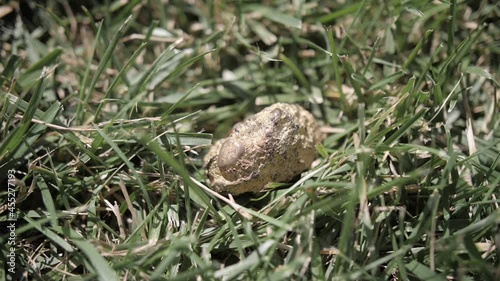 a piece of gold ore in the grass photo