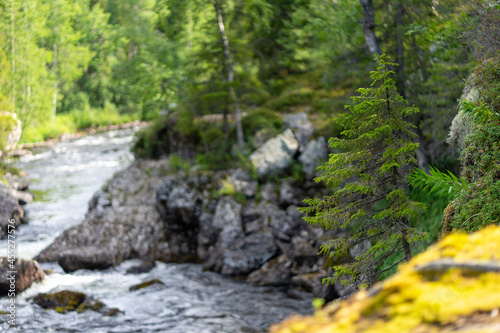 stream in the forest