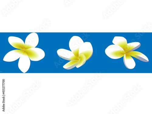 frangipani plumeria flower