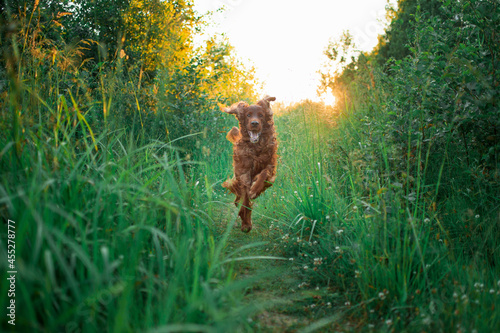 red dog Irish setter in summer, in the Park on the grass