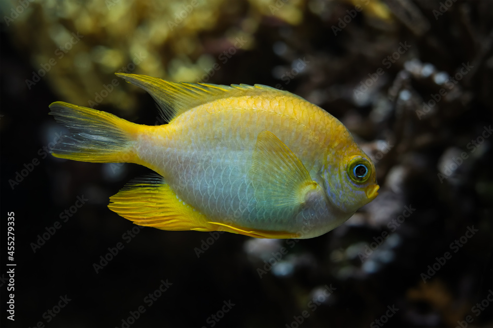 Golden damselfish fish underwater in sea Golden damselfish fish underwater in sea