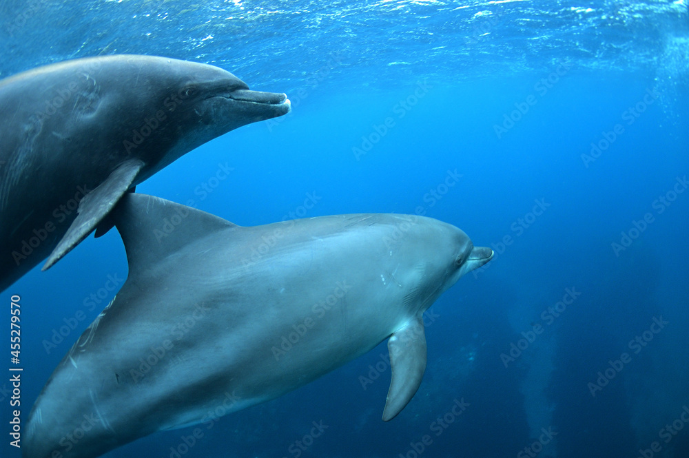 青い海を泳ぐ御蔵島のミナミハンドウイルカ 青い海を泳ぐ御蔵島のミナミハンドウイルカ