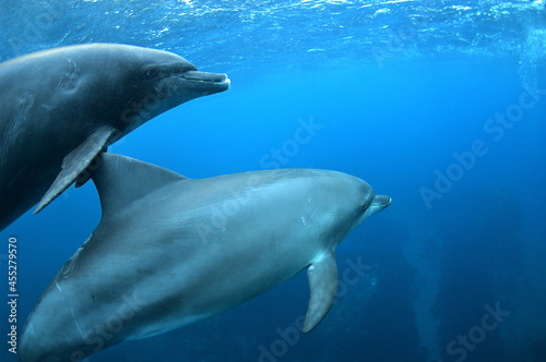 青い海を泳ぐ御蔵島のミナミハンドウイルカ © kobayashi
