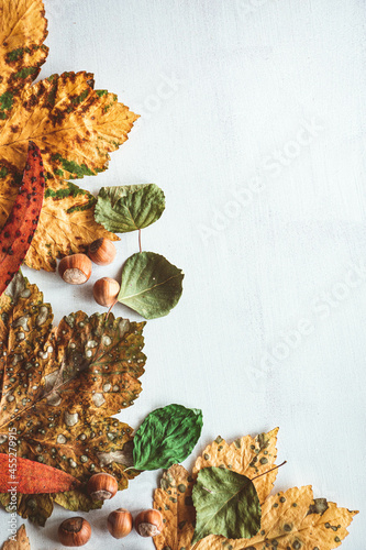 fondo otoñal con hojas variadas y avellanas sobre fondo de madera blanco photo