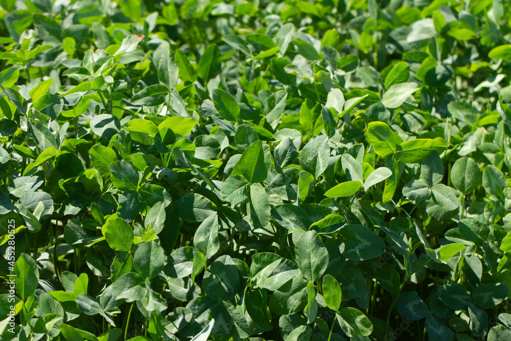 Obraz premium Clovers on a field.