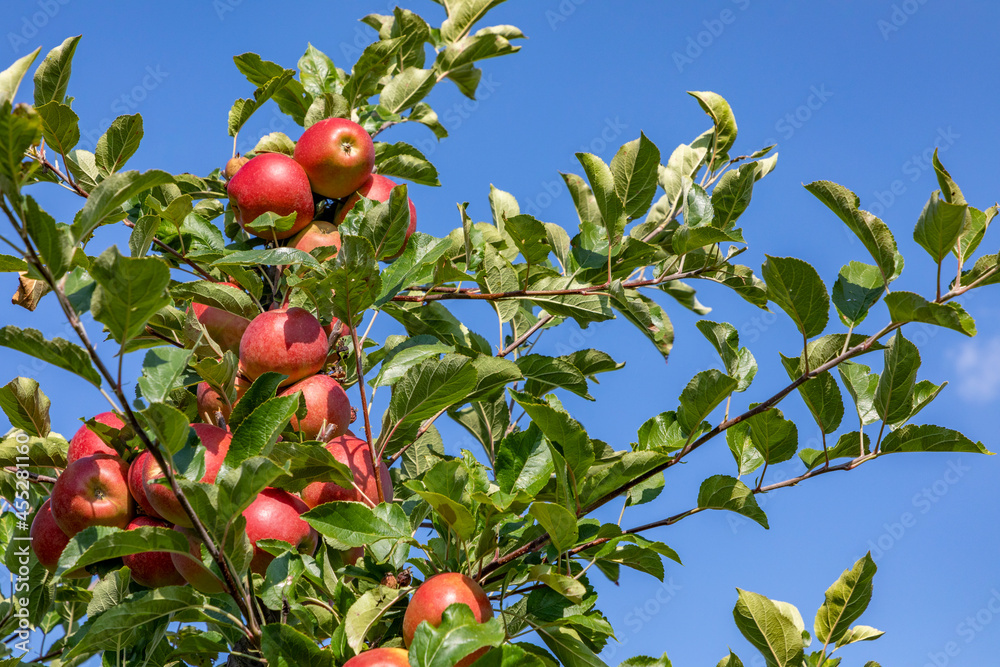 ripe apple hanging at the apple tree