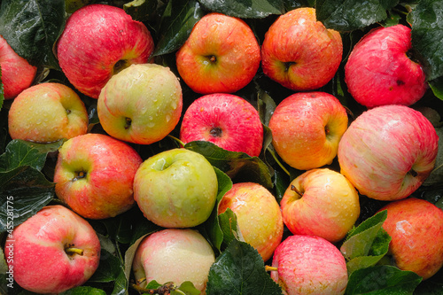 Autumn apple in foliage after rain