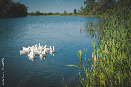 Geese swim in the lake