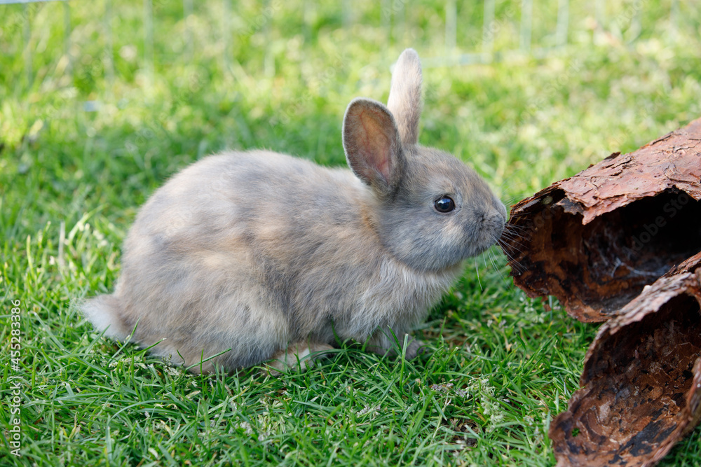 Fototapeta premium Bunny