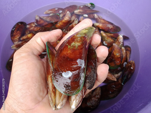 mussels shell prepared in plate
