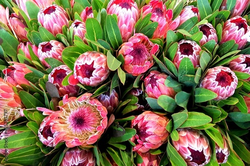 King protea  market in Cape Town