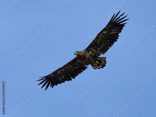 White-tailed eagle  Haliaeetus albicilla 