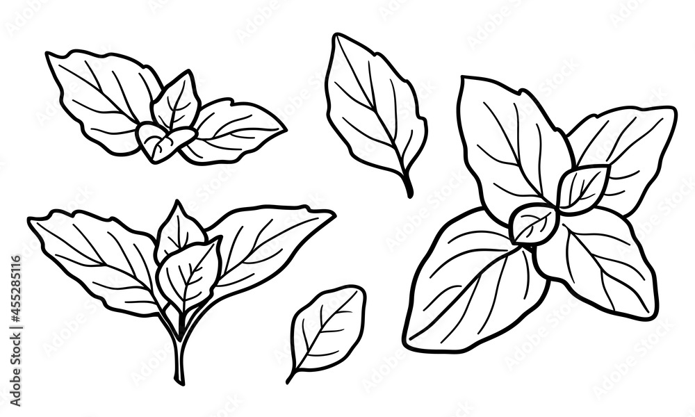 Spearmint vector drawing set. Collection of mint branch, leaves. Fragrant plants. Seasoning similar to peppermint, basil, oregano. Herbal engraved style illustration. Black lines isolated on a white.