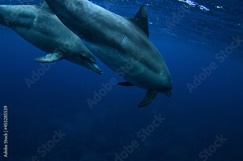 青い海を泳ぐ御蔵島のミナミハンドウイルカ