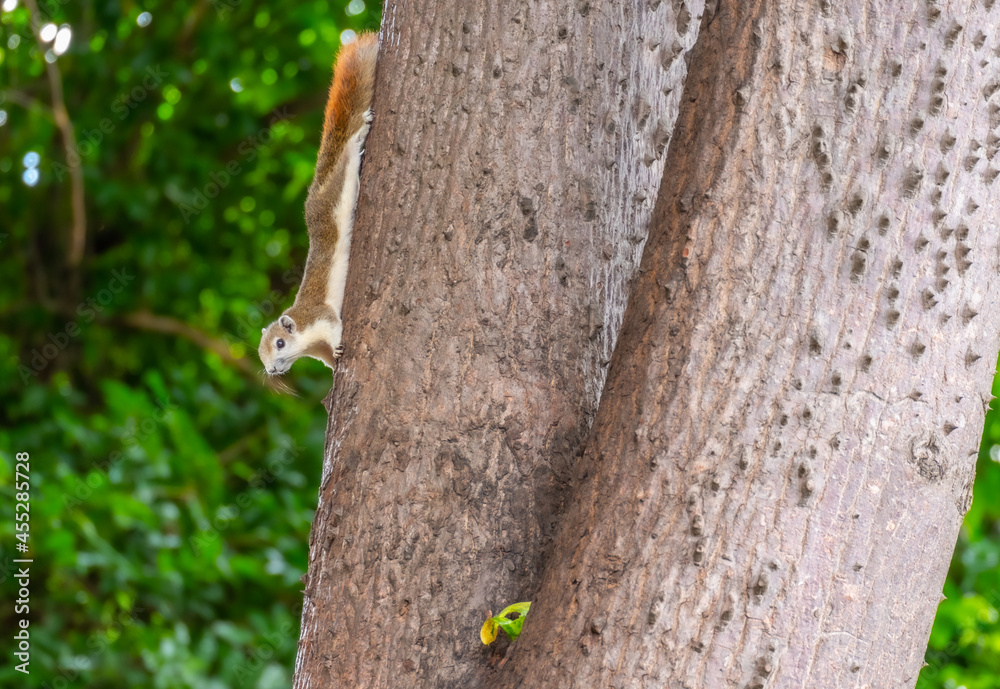 Squirrels foraging for food during the day Squirrels foraging for food during the day