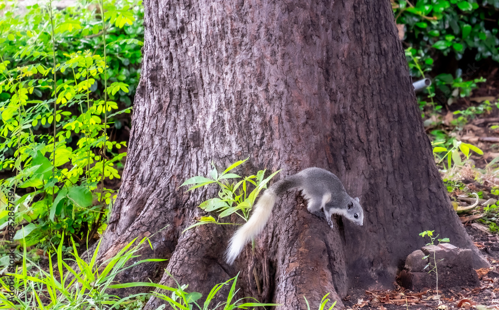 Squirrels foraging for food during the day Squirrels foraging for food during the day