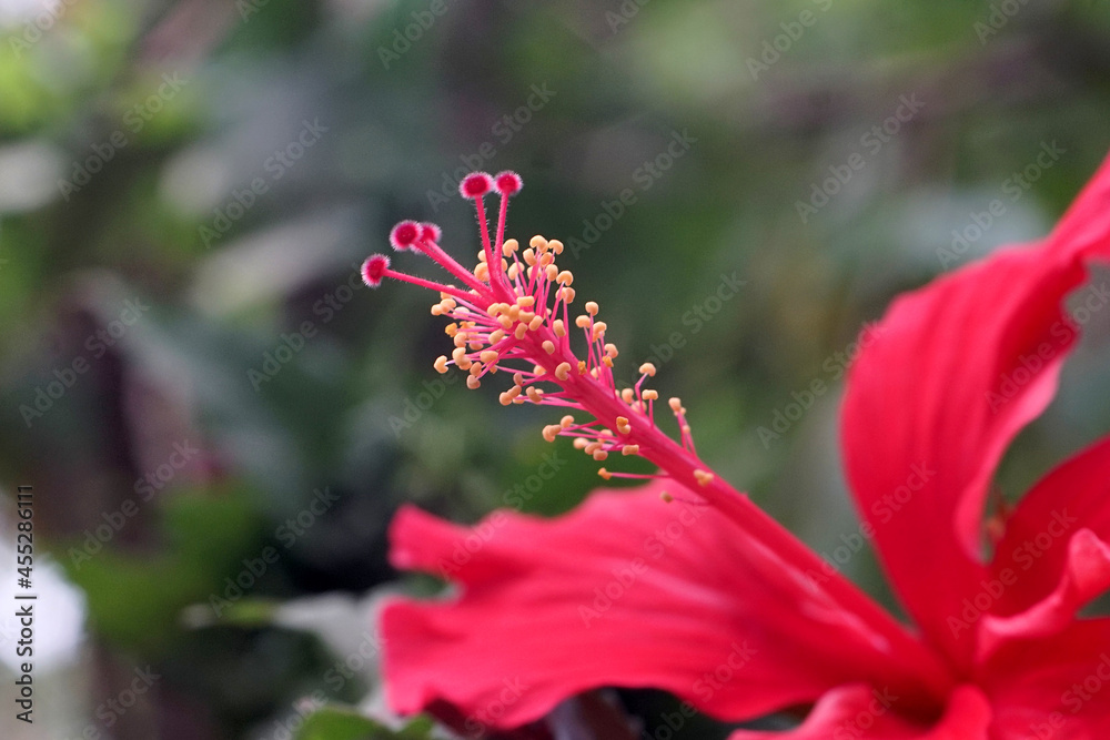 Obraz premium beauty of nature flowers in indonesia