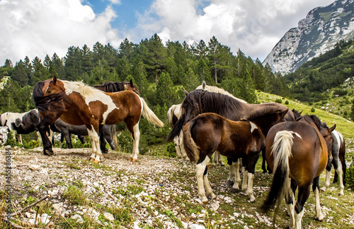 Quadro su tela Selective of elegant horses in a mountainous area