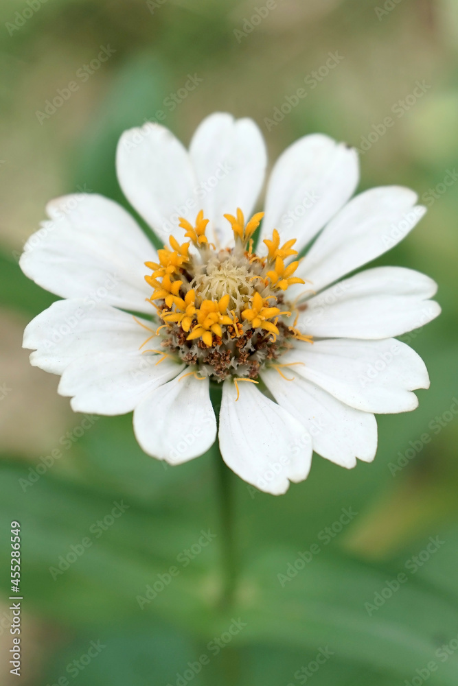 beauty of nature flowers in indonesia beauty of nature flowers in indonesia