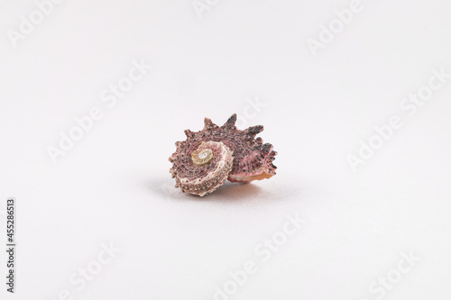 Seashell on white background