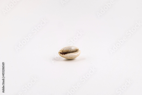 Seashell on white background