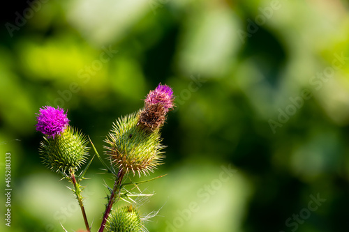 A flower of a thistle (Carduus) on a blurry background. Good lighting conditions, dark blurry background to emphasize the subject.