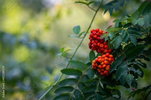 Rowan berries on the tree. Photo taken on a sunny day with good lighting conditions.