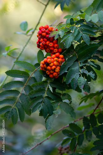 Rowan berries on the tree. Photo taken on a sunny day with good lighting conditions. photo