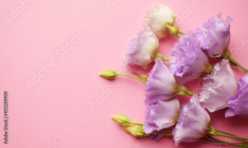 Fototapeta Naklejka Na Ścianę i Meble -  Beautiful violet eustoma flowers (lisianthus) in full bloom with buds leaves. Bouquet of flowers on pink background. Copy space