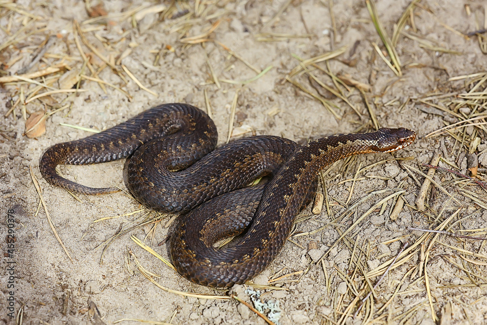 Fototapeta premium snake viper in the swamp, reptile in the wild, poisonous dangerous animal, wildlife