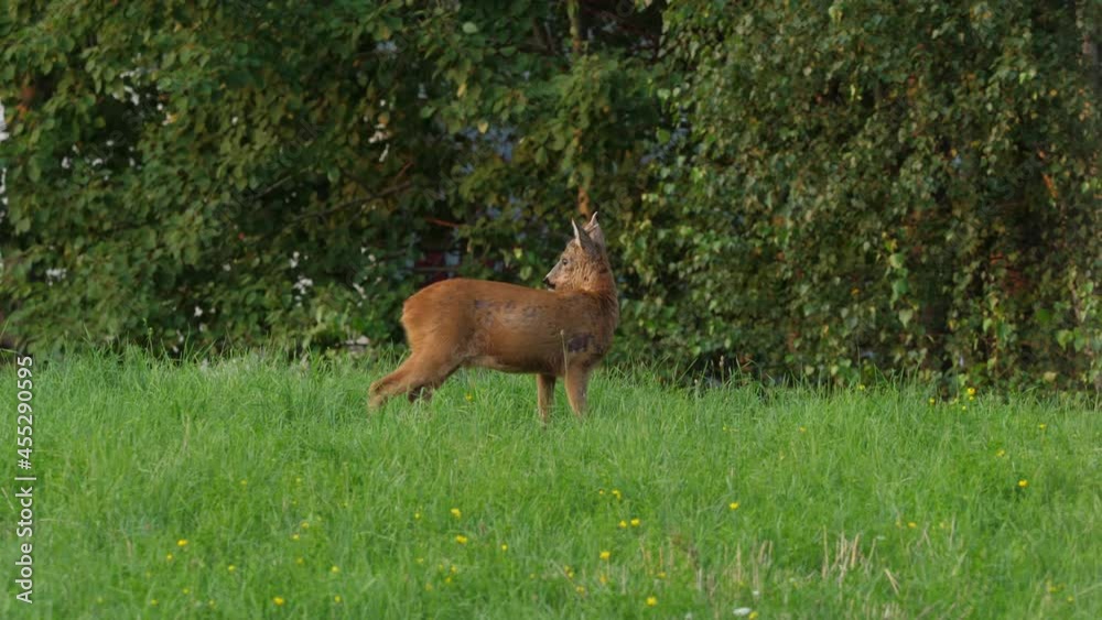 Roe Deer, Capreolus Capreolus, Doe Feeding and Looking Around on Meadow. Wild Animal Roe Deer With Orange Fur Grazing on Hay Field Summer Nature. Wild Little Fawn in Nature. Cute Funny Fawn in Grass. Roe Deer, Capreolus Capreolus, Doe Feeding and Looking Around on Meadow. Wild Animal Roe Deer With Orange Fur Grazing on Hay Field Summer Nature. Wild Little Fawn in Nature. Cute Funny Fawn in Grass.