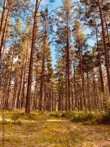 autumn in the forest