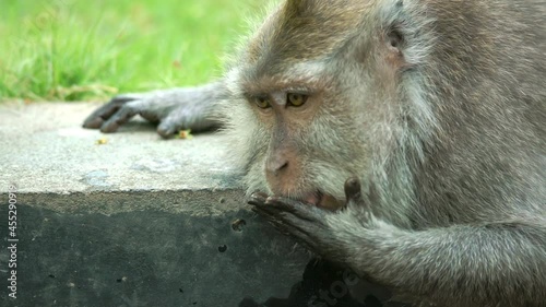 Axel Closeup portrait of thirsty prmate leaning over edge of fountain and drinking from it. Long-tailed macaque sitting near stone construction and quenching. Concept of wildlife, mammal, animal. photo
