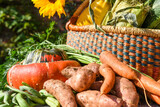 Fresh grown organic vegetables in a basket for harvest festival season