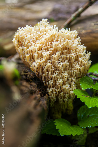 Family of beige edible crown-tipped coral mushrooms or artomyces pyxidatus growing on a fallen fir tree in a dark Latvian forest