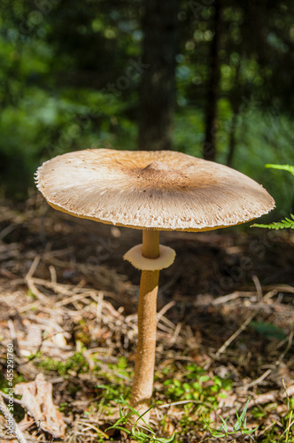 Interesting brown large toadstool mushroom's head on thin leg near high fresh fern in autumn Latvian forest