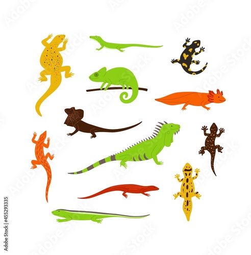 Set of different color wild lizards  chameleons and other animals reptiles.