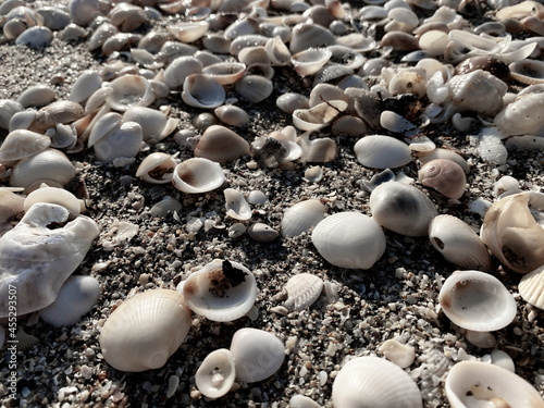 beaches in singer island in Palm Beach Florida  sea shells and sand  photo