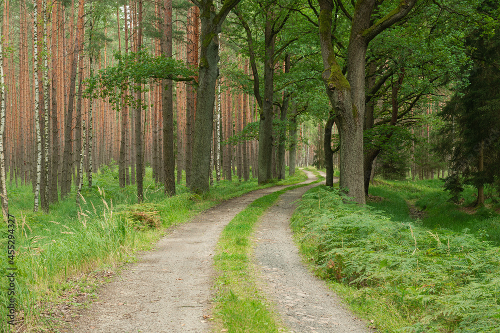 Fototapeta premium Leśna droga wśród szpaleru wysokich dębów.