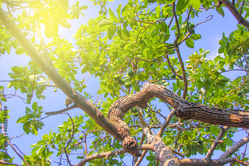 closeup, old avocado tree trunk with avocado small avocado fruit with sun flair closeup, old avocado tree trunk with avocado small avocado fruit with sun flair