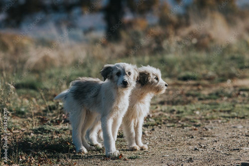 Sad and abandoned puppies in the middle of nowhere. Perfect images for neutering campaigns. Sad and abandoned puppies in the middle of nowhere. Perfect images for neutering campaigns.