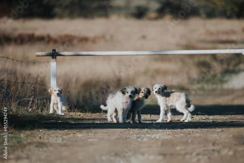 Sad and abandoned puppies in the middle of nowhere. Perfect images for neutering campaigns. 