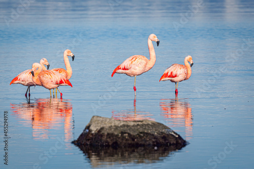 Group of Chilean Flamingo's (Phoenicopterus chilensis) in a fjord in south Chile