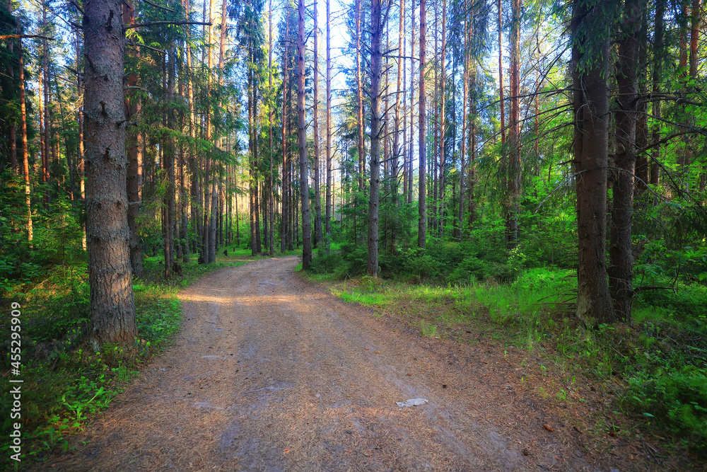 Fototapeta premium coniferous forest summer landscape green trees outdoor background nature