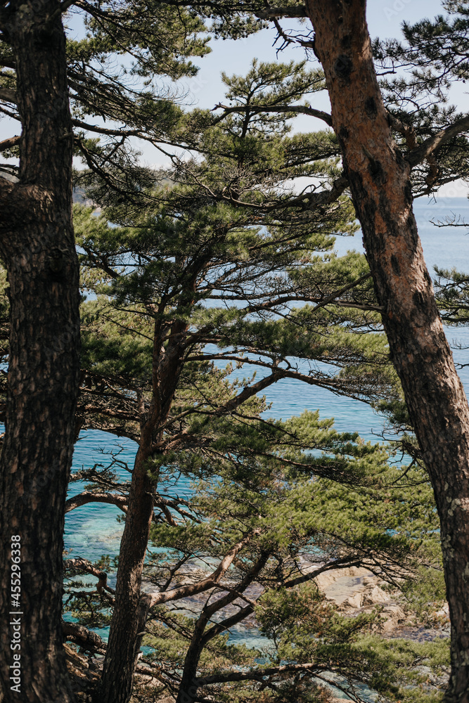 Pines and blue sea, natural background Pines and blue sea, natural background