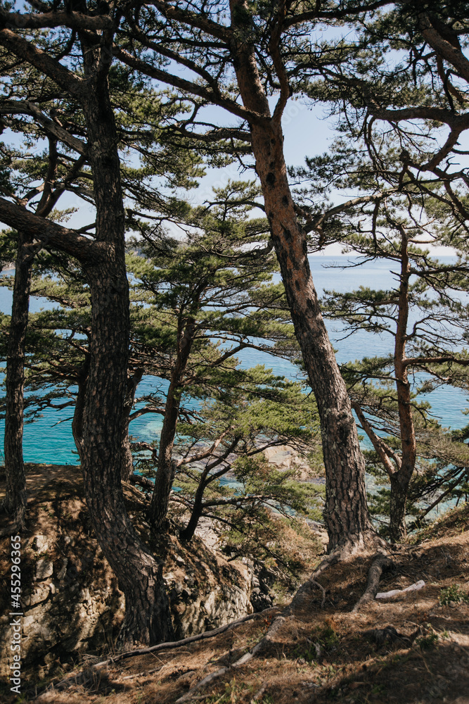 Pines and blue sea, natural background